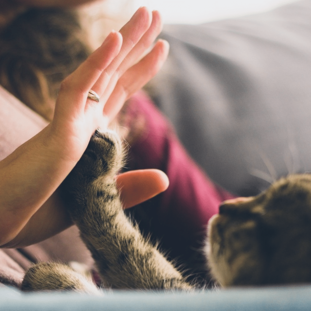 Kitty-high-five