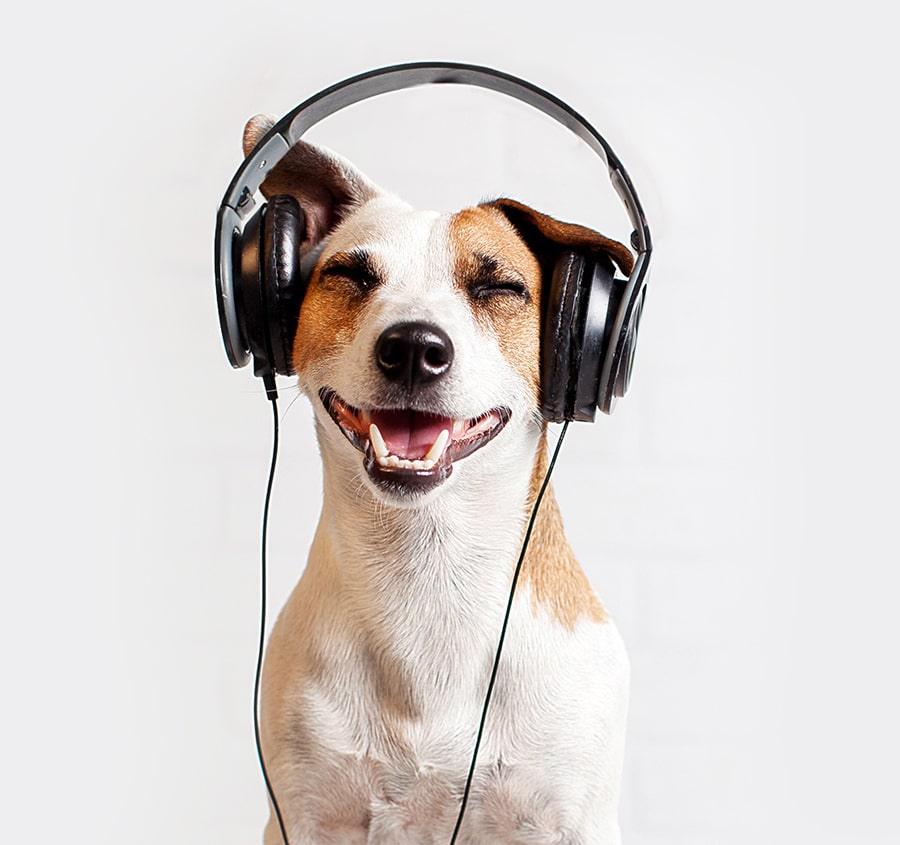 boim-puppy-all-ears