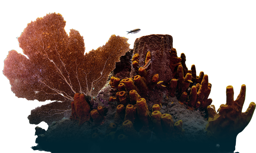 Coral